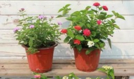 浙江头条爆料事件视频最新,最新事件视频引发热议，真相揭晓！